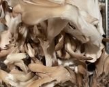 キノコと牛コマの和風オイスター炒め☆彡作り方5写真