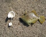 カワハギの煮付け作り方1写真