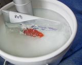 40℃～ たらこ 火入れ温度比較実験作り方18写真