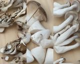 子供喜ぶ♪ぶりときのこのオイマヨ炒め作り方2写真