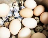 簡単にゆで卵をむく方法作り方1写真