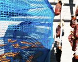 干し柿　2種作り方10写真