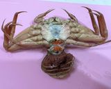カニカマで量増しセコがにのマヨネーズ和え作り方6写真