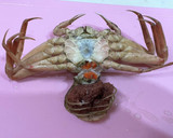 カニカマで量増しセコがにのマヨネーズ和え作り方6写真