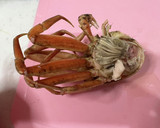 カニカマで量増しセコがにのマヨネーズ和え作り方7写真