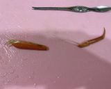 カニカマで量増しセコがにのマヨネーズ和え作り方13写真