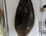 釣ったヒラメのムニエル作り方1写真
