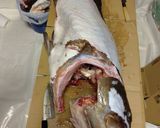 大きな魚のプルプル口唇魚の煮物作り方2写真