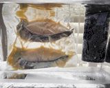 63℃ 甘麹で旨味アップ!銀鱈の西京漬け作り方14写真