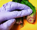 10分でほうれん草の胡麻和え作り方9写真