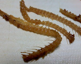 【季節】節分＝いわしのにんにく南蛮作り方4写真