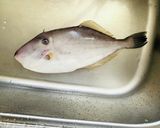 冬レシピ・カワハギのヒレ酒作り方3写真