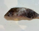 【大量消費】里芋と鱈の和風コロッケ作り方1写真