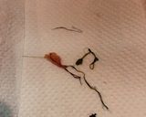鱈子の煮物(おせち料理にも)作り方1写真