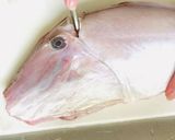 【捌いてみた】カワハギ作り方7写真