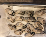 外はサクッと、中はジュワーっと牡蠣フライ作り方2写真