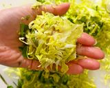 超簡単☆春キャベツのフライパン焼売作り方5写真