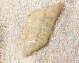 サクッと!カレイのフライ作り方3写真