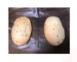 アーモンドビスコッティ作り方9写真