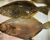 釣って来たヒラメの熟成仕込み作り方1写真