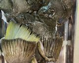 釣って来たヒラメの熟成仕込み作り方6写真