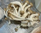 カニクリームパスタ作り方3写真