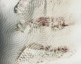 鯛のクリームソース作り方2写真