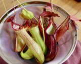 【昆虫食】蜂の子入りウツボカズラ飯作り方2写真