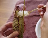 【昆虫食】蜂の子入りウツボカズラ飯作り方6写真