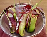 【昆虫食】蜂の子入りウツボカズラ飯作り方8写真