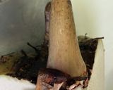 こんにゃく作り方6写真