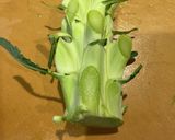 新感覚！サク？ブロッコリーの芯の浅漬け作り方1写真