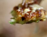 フライパンで!簡単!お好み焼き作り方15写真
