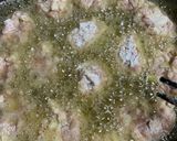 豚肉の唐揚げ風作り方5写真