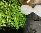 大根の葉っぱで！栄養たっぷりふりかけ作り方4写真