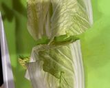 簡単 塩麹 白菜 コールスロー作り方1写真
