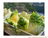 白菜サラダ with ヨーグルト&ハーブ作り方1写真