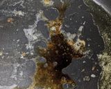 適当 アブラカレイのムニエル ソース付き作り方4写真