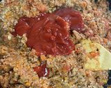 お野菜たっぷり！簡単ミートソース作り方9写真