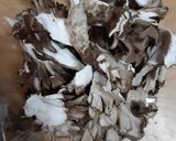 食材1つ！サクサク★まいたけのから揚げ作り方1写真