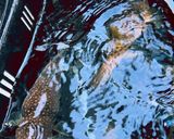釣ってきたフグ3種鍋作り方1写真