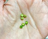 体ポカポカ♪ きんかん茶作り方1写真