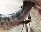 新巻鮭のおろし方&冷凍保存作り方3写真