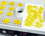フードドライヤーでつくる干し菊作り方4写真