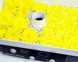 フードドライヤーでつくる干し菊作り方2写真