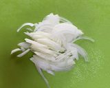 帆立と水菜のサラダ作り方1写真