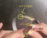お正月♡牛乳パック型で簡単うさぎクッキー作り方8写真