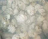 スープも美味しい♡ピリ辛痛風鍋作り方20写真