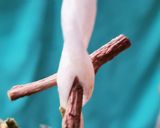 お年寄り絶賛シリーズ☆柔らか干し柿☆作り方1写真