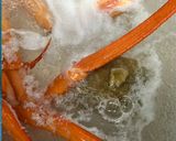 紅ずわいがにの「鉄砲汁」~魚の駅生地~作り方5写真